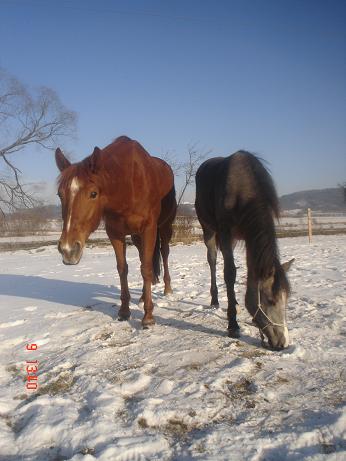 koně leden 2009 014.jpg