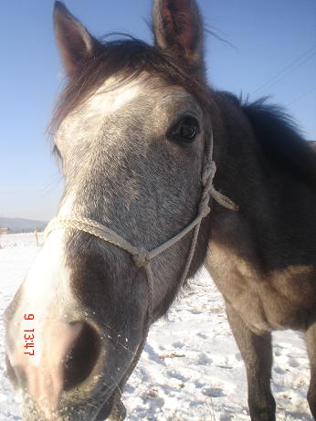 koně leden 2009 016.jpg