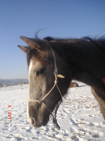 koně leden 2009 017.jpg