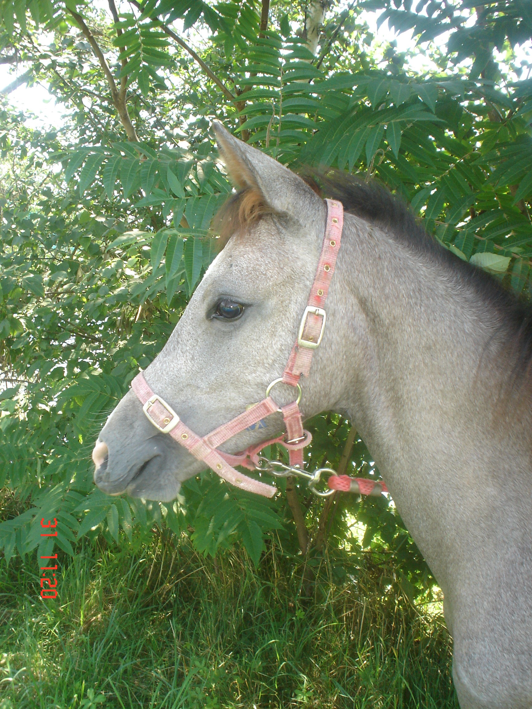 Lady Lucky