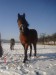 koně leden 2009 036.jpg