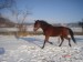 koně leden 2009 042.jpg
