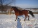 koně leden 2009 061.jpg