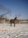 koně leden 2009 009.jpg